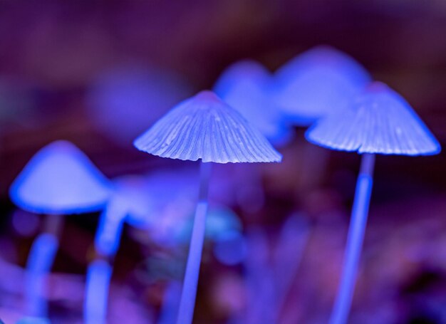 Makro-Foto eines Pilzhauses mit Licht