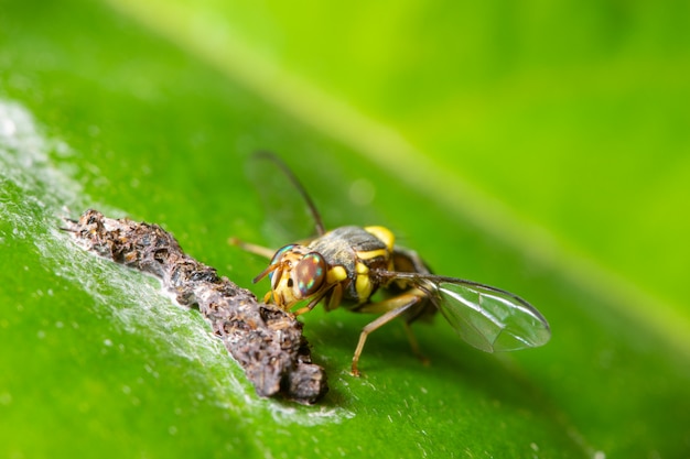 Makro Fruchtfliegen