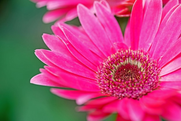 Foto makro-gerbera hautnah