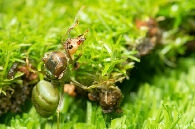 Makro grüne Ameisen auf Gras