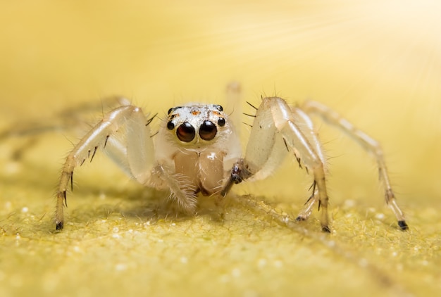 Makro Hintergrund Spinne