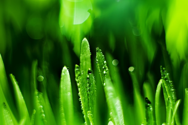 Makro. Hintergrund, Wassertropfen auf dem grünen Gras. Desktop-Hintergrund. Selektiver Fokus.