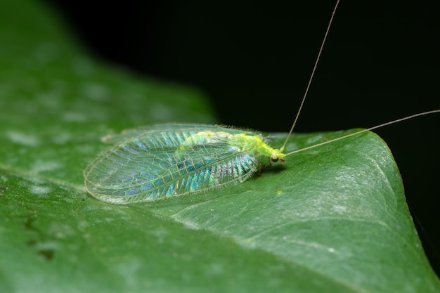 Makro Insektenflügel