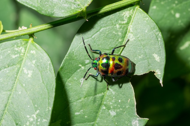 Makro Insektsmaragdgrün