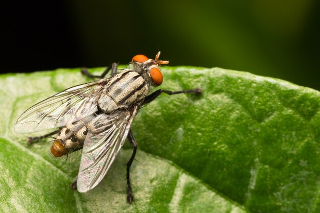 Makro kleine Fliegen