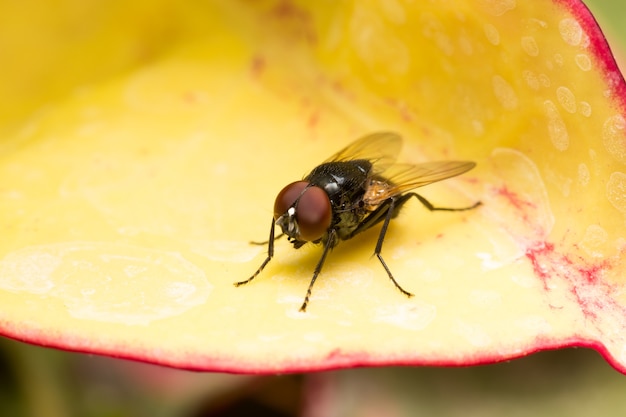 Makro kleine Fliegen