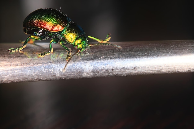 Makro kleiner Käfer Natur Insektengarten