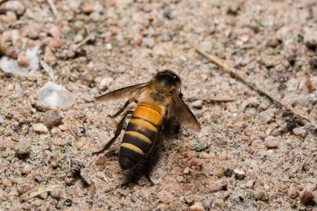 Makro königliche Biene