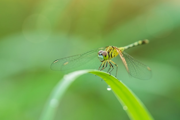 Makro Libelle in der Natur auf grünem Unschärfehintergrund