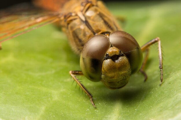 Makro Libelle