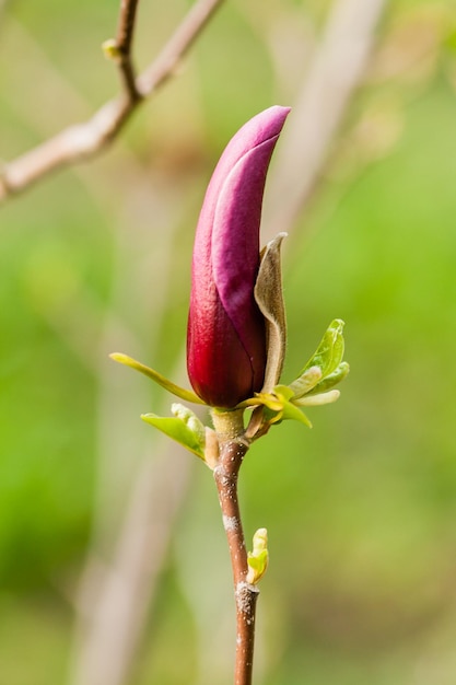 Makro-Magnolienknospe mit Tropfen bedeckt