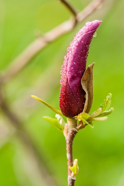 Makro-Magnolienknospe mit Tropfen bedeckt