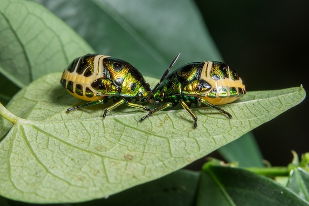 Makro Marienkäfer auf Blatt