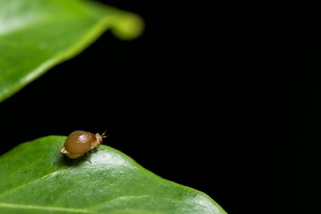 Makro Marienkäfer auf Blatt