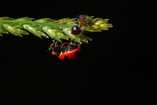 Makro Marienkäfer auf einer Niederlassung