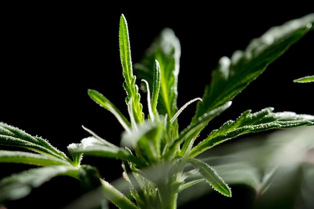 Makro-Marihuana-Blütenfacetten-Wachstumsfilamente und Set-Detail-schwarzer Hintergrund