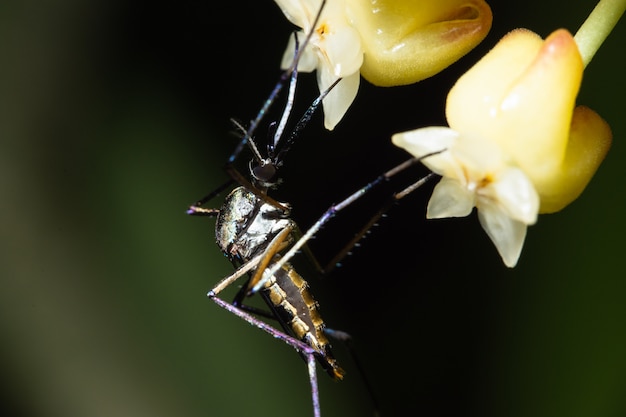 Makro-Moskito in der Natur