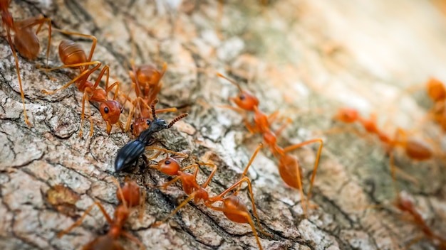 Makro Nahaufnahme Ameisen Teamwork hilft beim Transport von LebensmittelnVerhalten von Ameisen