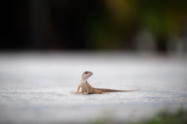 Makro-Nahaufnahme der allein geblasenen Eidechse, die sich auf der Sommersonne erwärmt Anolis sagrei kleines Reptil in Florida, USA