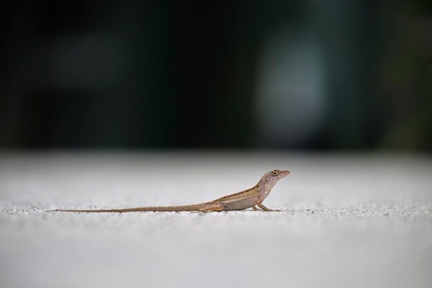 Makro-Nahaufnahme der allein geblasenen Eidechse, die sich auf der Sommersonne erwärmt Anolis sagrei kleines Reptil in Florida, USA