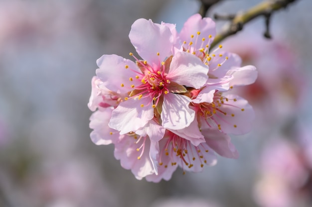 Makro-Nahaufnahme der blühenden rosa Blumen des blühenden Mandelbaums während des Frühlings