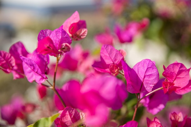 Makro-Nahaufnahme der rosafarbenen Bougainvillea-Blume mit Blütenblättern, die in einem Garten blühen