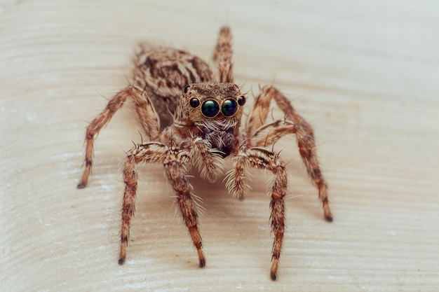 Makro-Nahaufnahme einer Sprungspinne