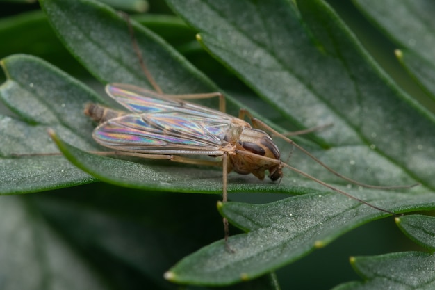 Makro nahaufnahme eines insekts auf dem blatt der pflanze an einer verschwommenen wand