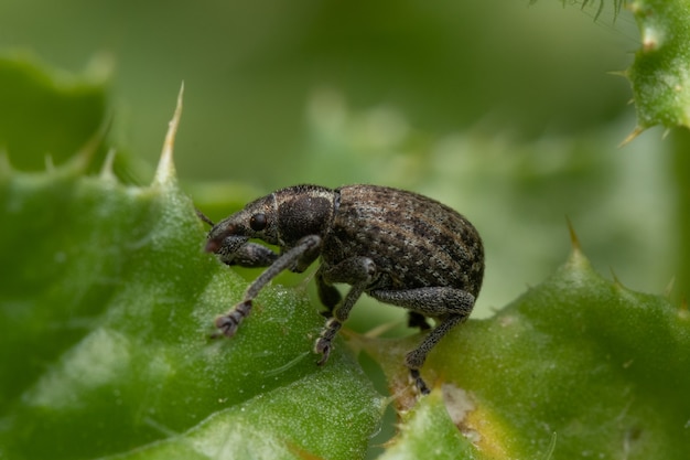 Makro-Nahaufnahme eines Luzerne-Schnauzenkäfers