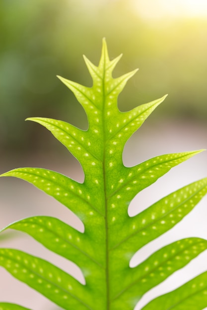 Makro Nahaufnahme grünen Farn Blatt tropischen Regenwald Pflanze Hintergrund.