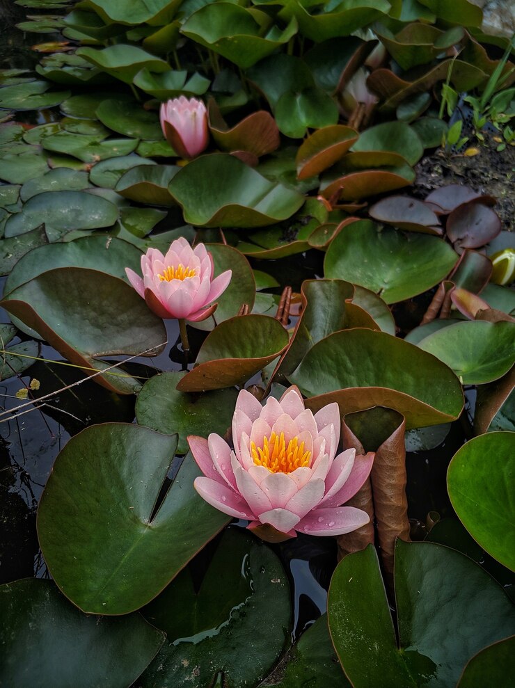 Makro Nahaufnahme rosa Seerosen