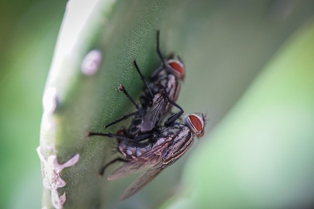 Makro-Nahaufnahme von Paarungsfliegen