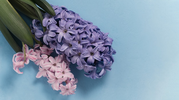 Makro-Nahaufnahmeansicht von Hyacinth Violet Spring Blumen.