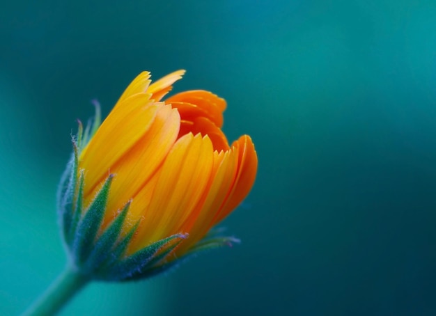 Makro-Natur. Schöne orangefarbene Blume auf blauem Hintergrund.