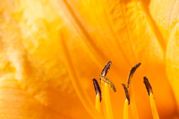 Makro orange Blume Staubblätter Nahaufnahme