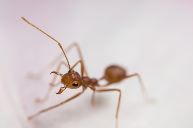 Makro rote Ameisen auf der Anlage