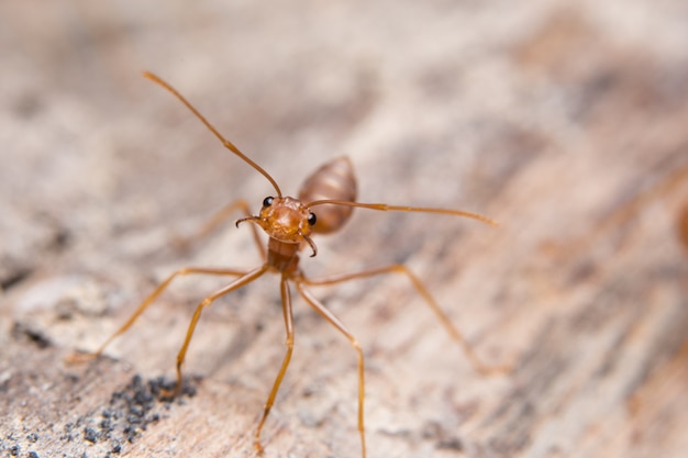 Makro rote Ameisen, die nach Lebensmittel suchen