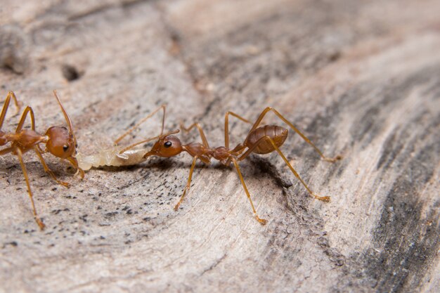 Makro rote Ameisen, die nach Lebensmittel suchen