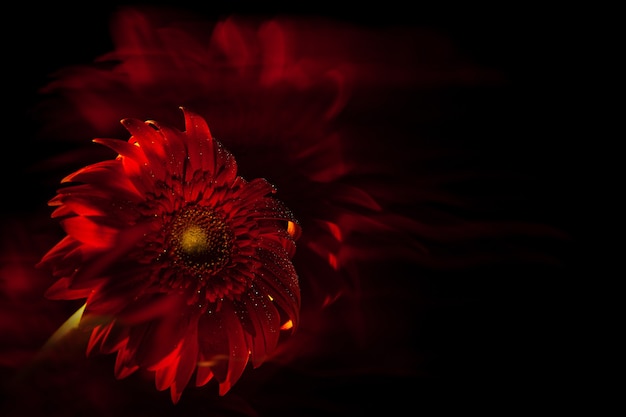 Makro rote Gerbera mit Wasserspritzern und roten Pinselstrichen unscharf auf schwarzem Hintergrund