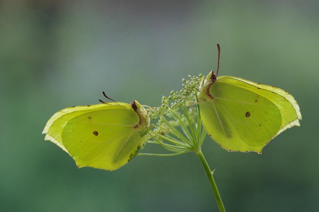 Foto makro-schmetterlinge gonepteryx rhamni