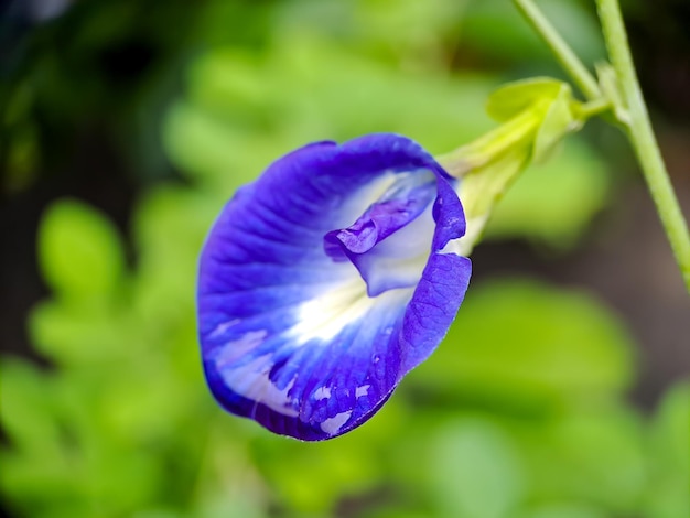 Foto makro-schmetterlingserbsenblume blaue erbse bluebellvine cordofan-erbsenclitoria ternatea mit grünen blättern isoliert auf unscharfem hintergrund in einem hellen shott am frühen morgen