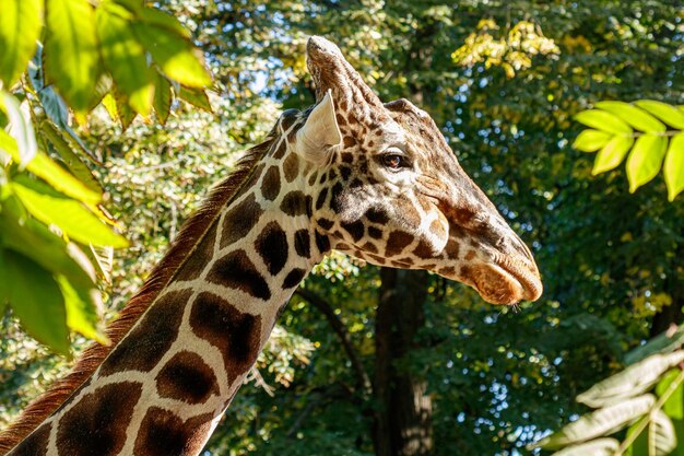 Makro schöne Giraffe unter dem Laub