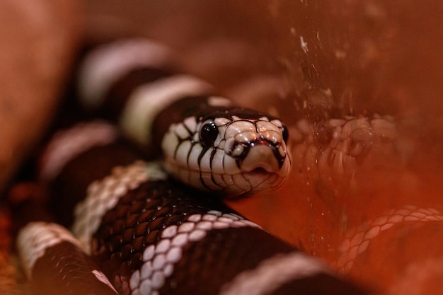 Makro schöne kalifornische Kingsnake-Schlange