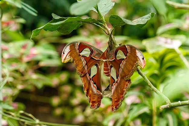 Makro schöner Schmetterling Attacus lorquin