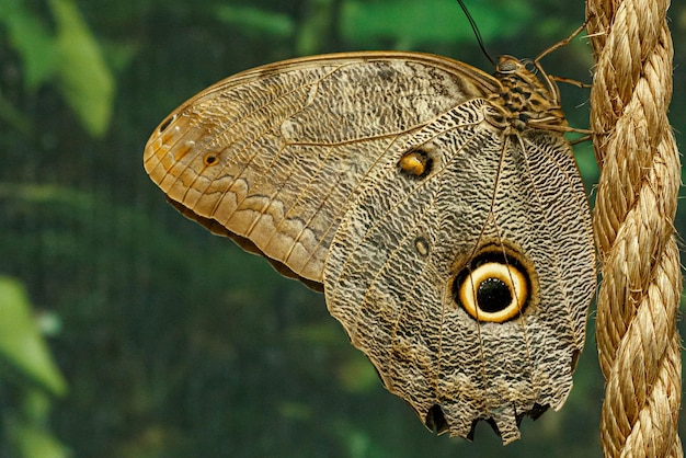 Makro schöner Schmetterling Caligo Memnon