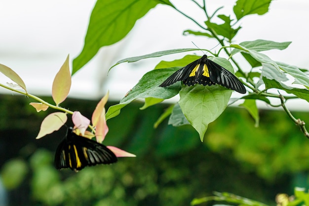 Makro schöner Schmetterling Troides radamanthus