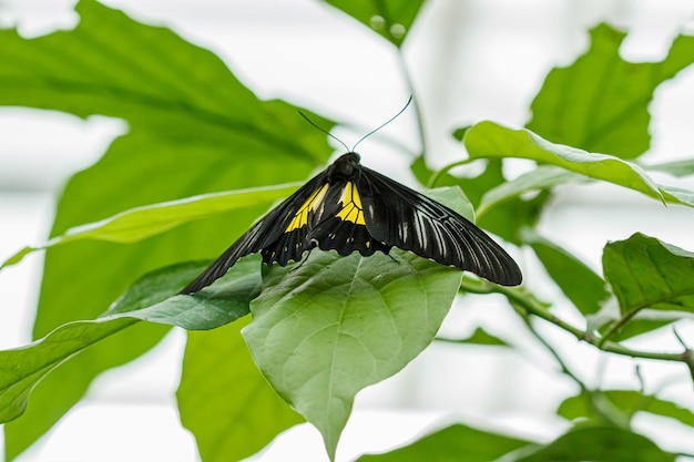 Makro schöner Schmetterling Troides radamanthus