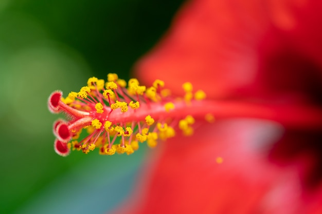 Makro schoss rote Blume