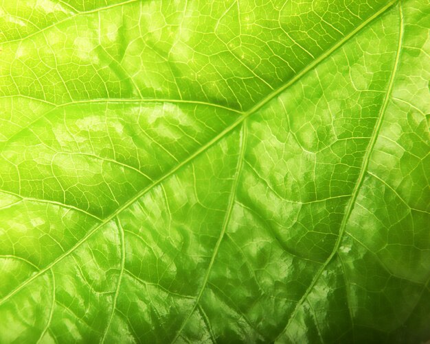 Foto makro-schuss aus frischem grünem blatt