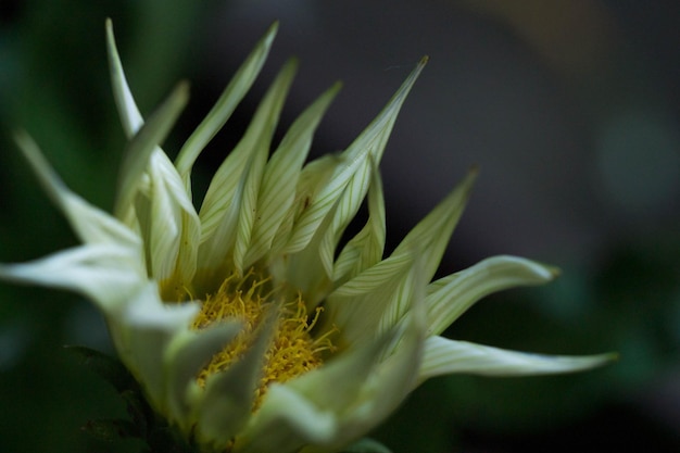 Foto makro-schuss von blumen